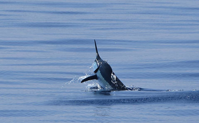 ANGLER: charter client SPECIES: Blue Marlin WEIGHT: Est 200lb LURE: JB Lures XL Dingo.